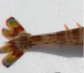 Pedoncule crevette imperiale